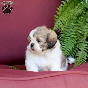 Asher, Shih Tzu Puppy
